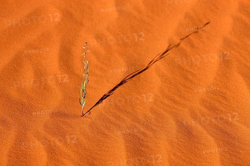 Patterns in the sand with plant