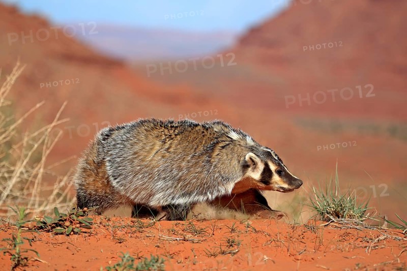 American badger (Taxidea taxus)