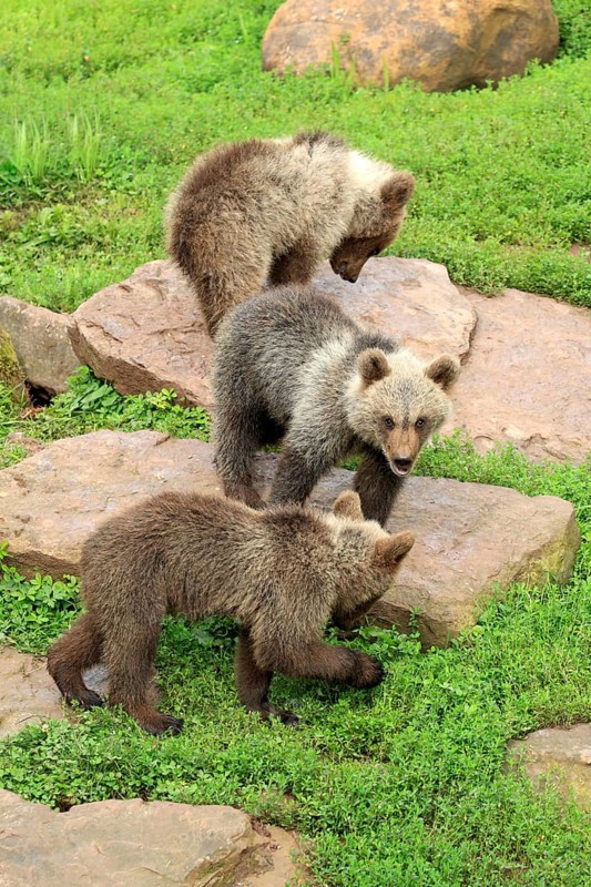 Brown Bear (Ursus arctos)