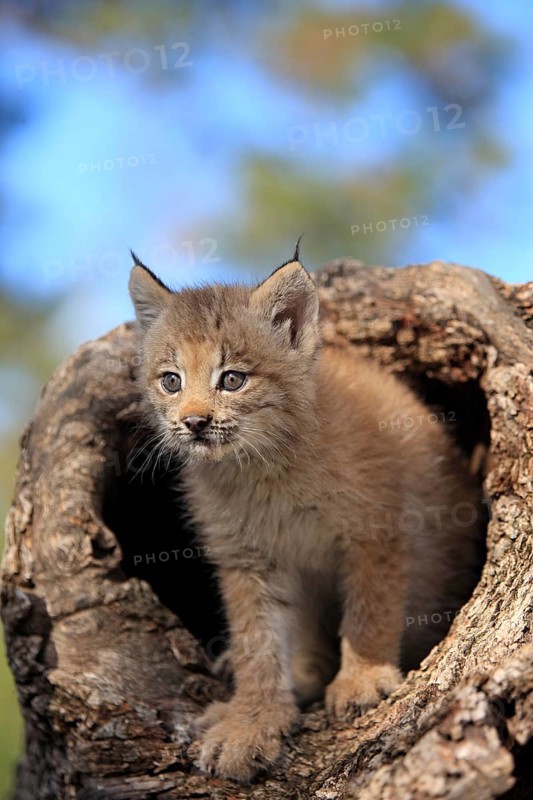 Canada Lynx (Lynx canadensis)