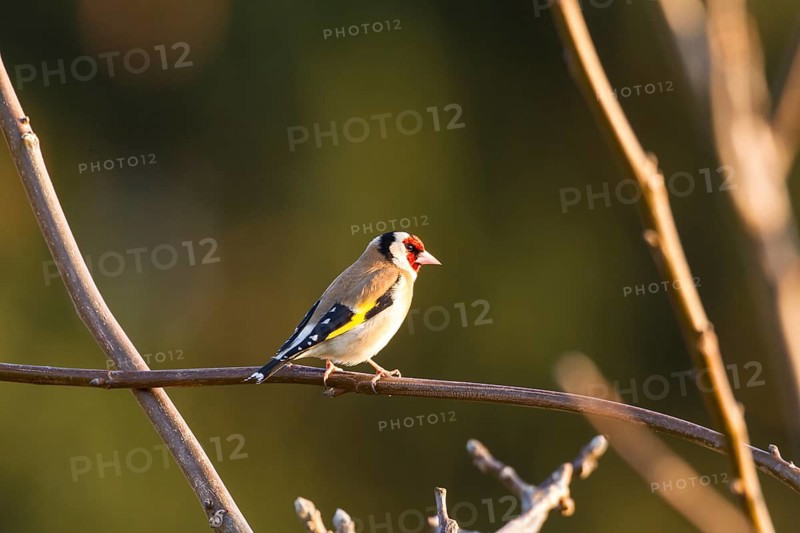 Goldfinch (Carduelis carduelis)