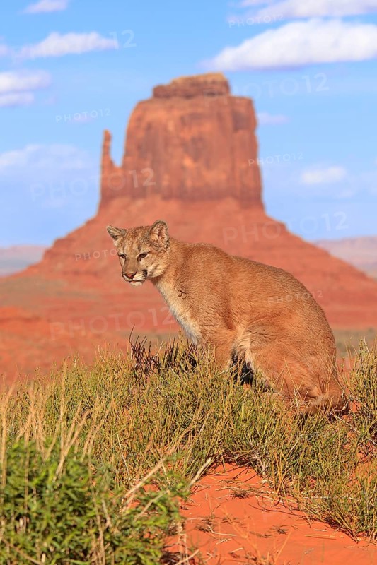 Puma
