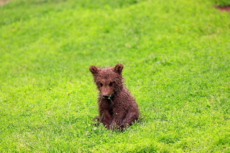 Brown Bear (Ursus arctos) cub