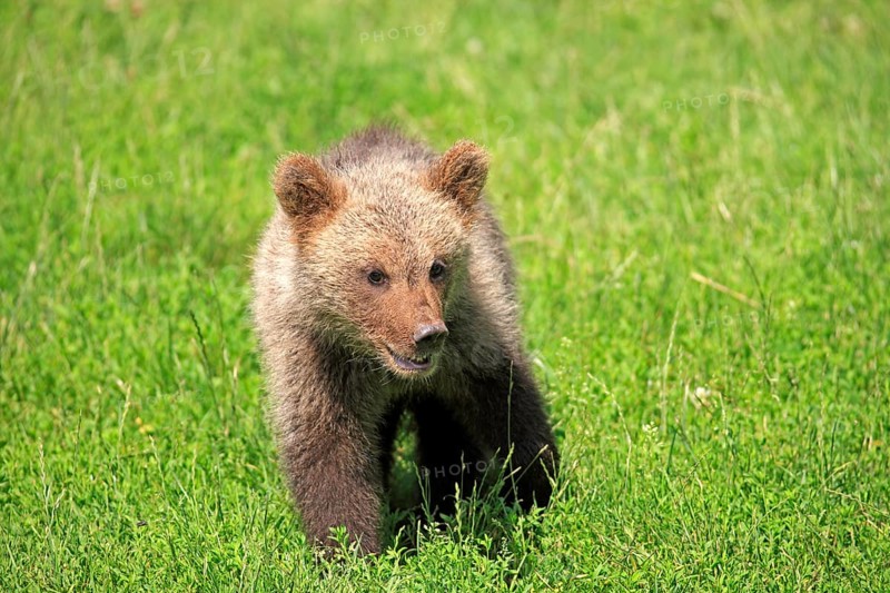 Brown Bear (Ursus arctos) cub