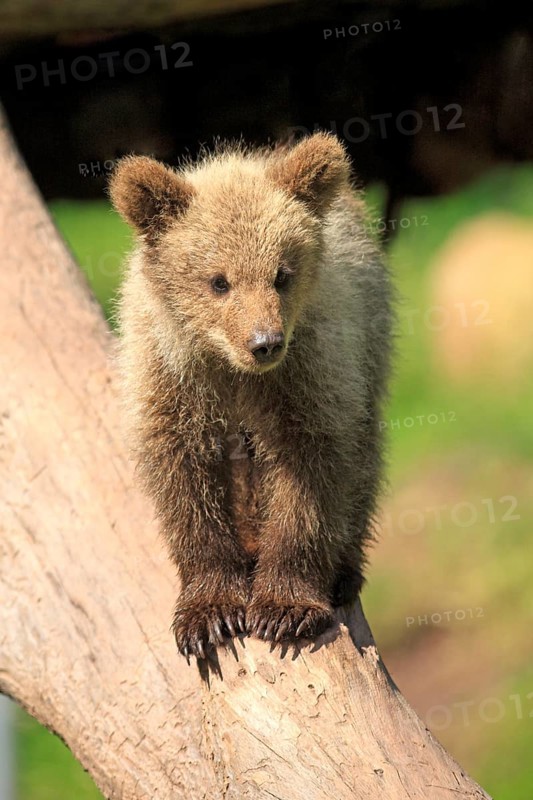 Brown Bear (Ursus arctos) cub