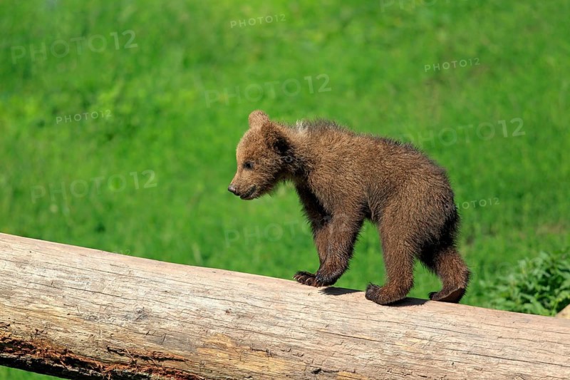 Brown Bear (Ursus arctos)