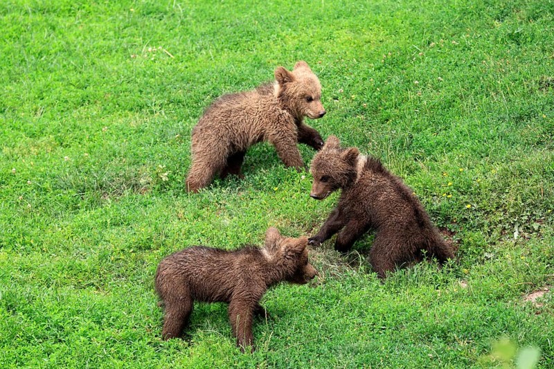 Brown Bear (Ursus arctos)
