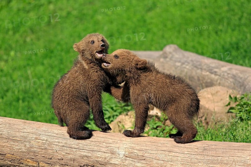 Brown Bear (Ursus arctos)