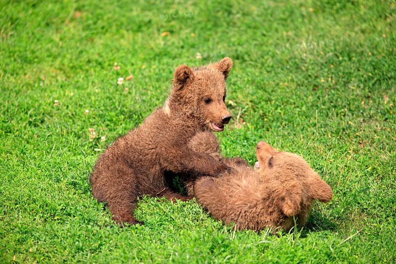 Brown Bear (Ursus arctos)