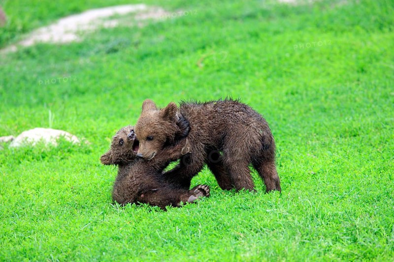 Brown Bear (Ursus arctos)