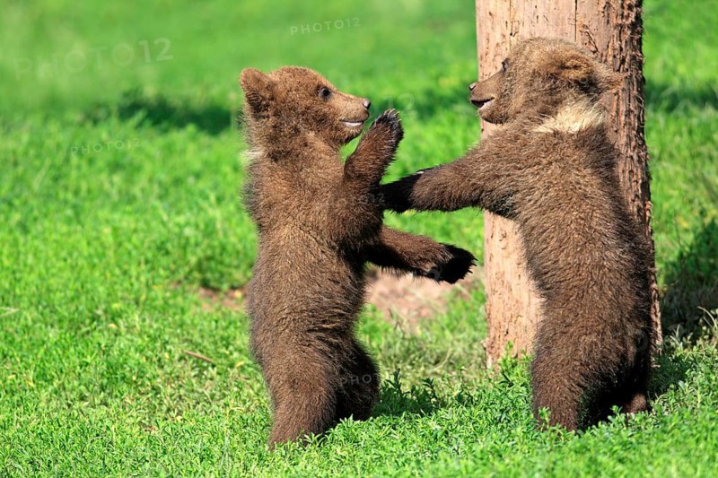 Brown Bear (Ursus arctos)