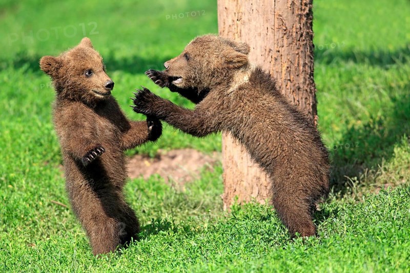 Brown Bear (Ursus arctos)