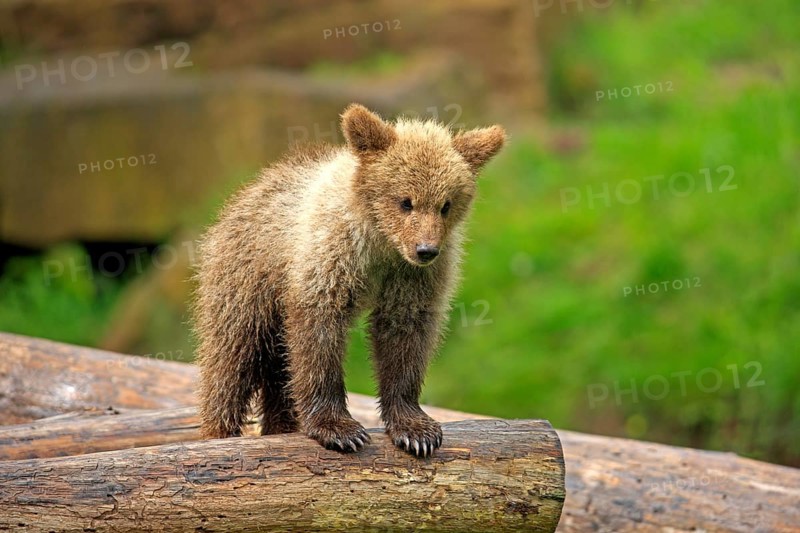 Brown Bear (Ursus arctos) cub
