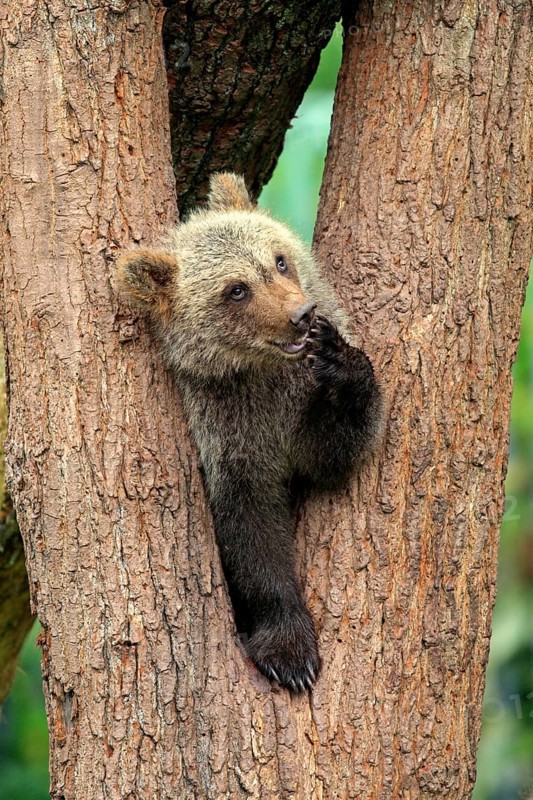 Brown Bear (Ursus arctos) cub sitting in a tree fork