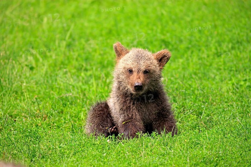 Brown Bear (Ursus arctos) cub