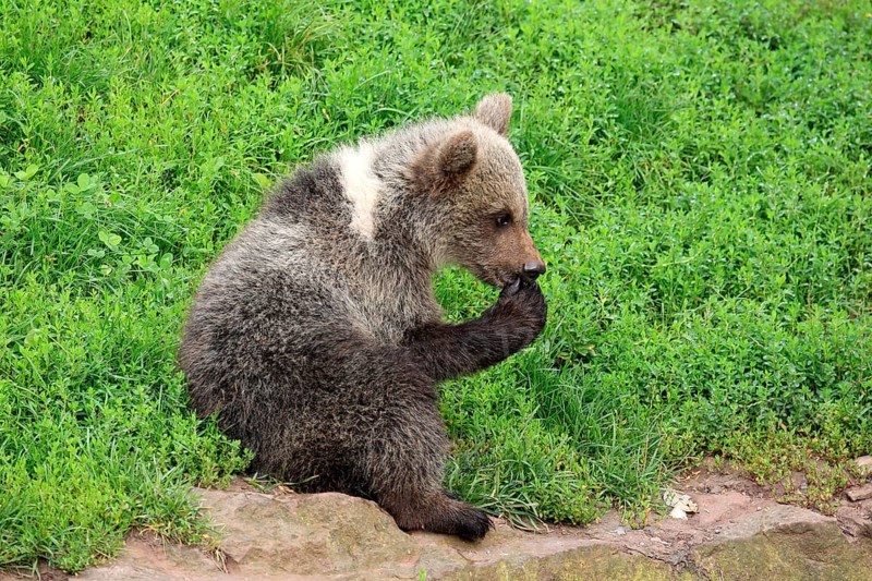 Brown Bear (Ursus arctos) cub