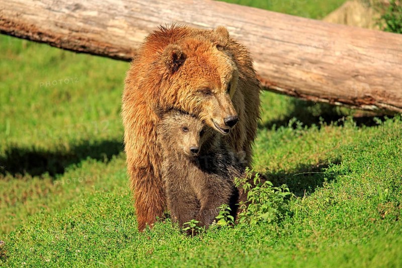 Brown Bears (Ursus arctos)