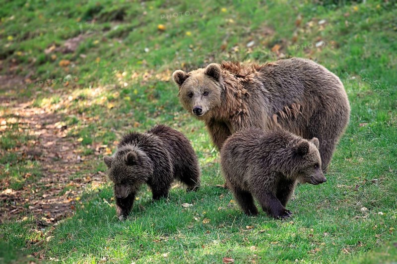 Brown Bears (Ursus arctos)