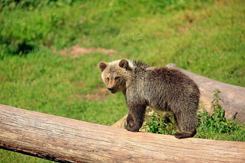 Brown Bear (Ursus arctos) cub