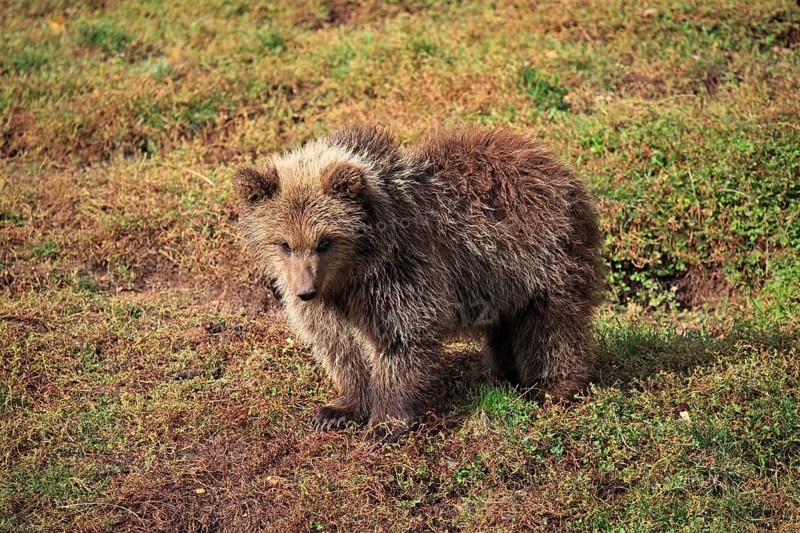 Brown Bear (Ursus arctos) cub