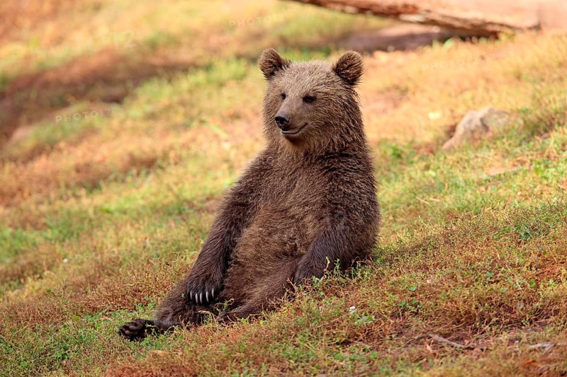 Brown Bear (Ursus arctos) cub