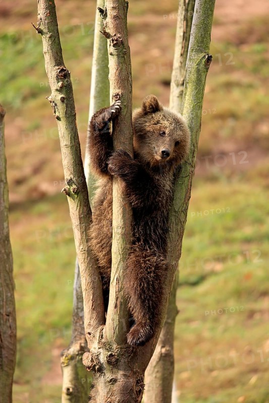 Brown Bear (Ursus arctos) cub climbing in tree