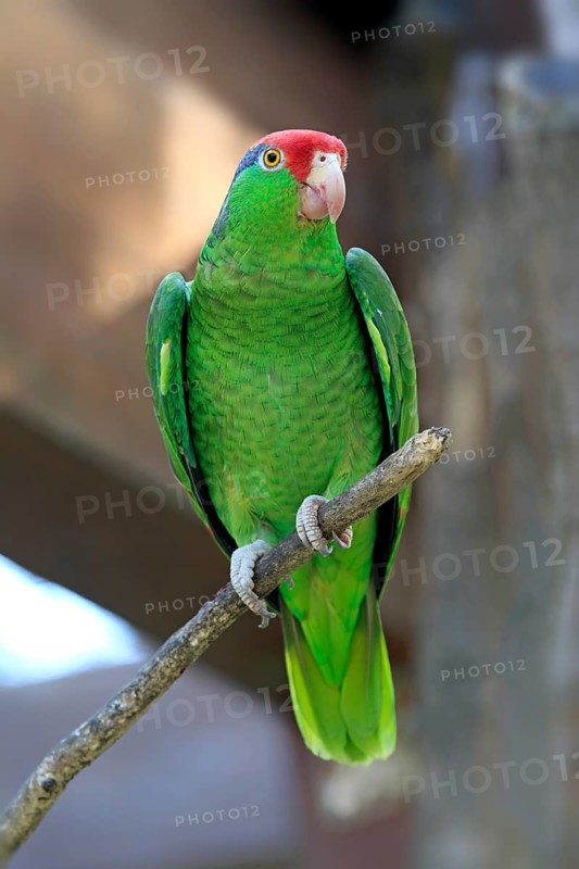 Green-cheeked Amazon