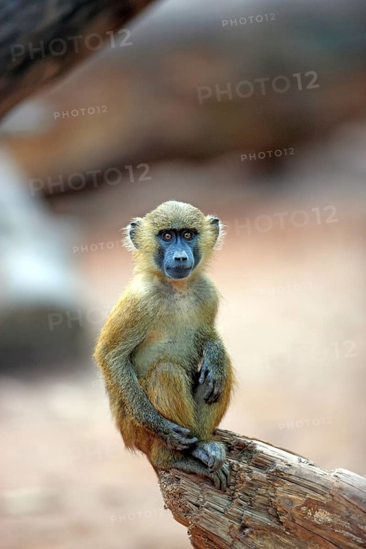Guinea Baboon (Papio papio)