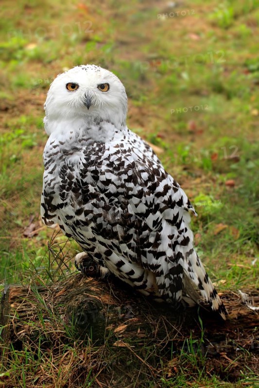 Snowy Owl (Nyctea scandiaca)