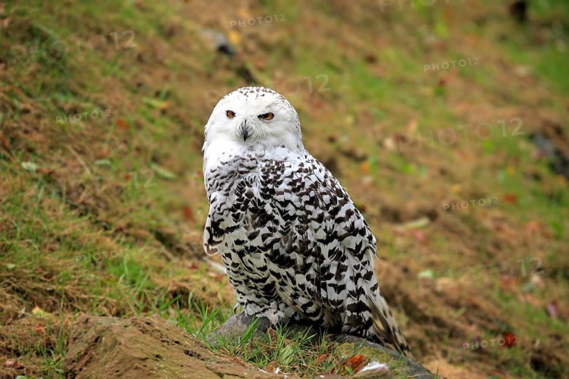 Snowy Owl (Nyctea scandiaca)