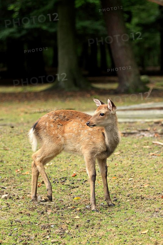 Sika Deer (Cervus nippon)