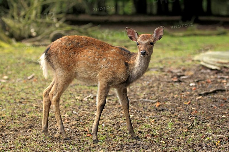 Sika Deer (Cervus nippon)