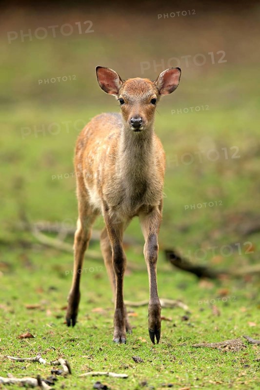 Sika Deer (Cervus nippon)