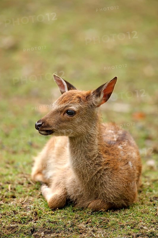 Sika Deer (Cervus nippon)