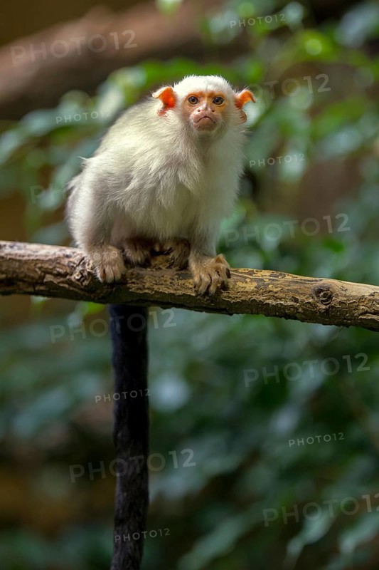 Silvery Marmoset (Callithrix argentata