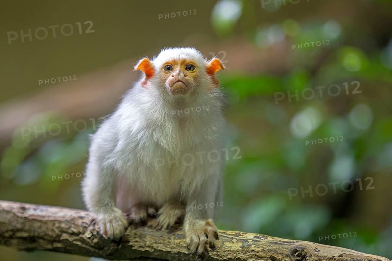 Silvery Marmoset (Callithrix argentata