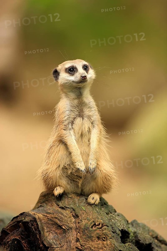 Meerkat (Suricata suricatta)