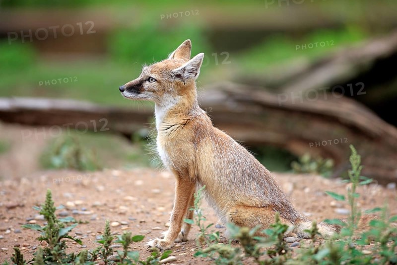 Corsac Fox (corsac vulpes)