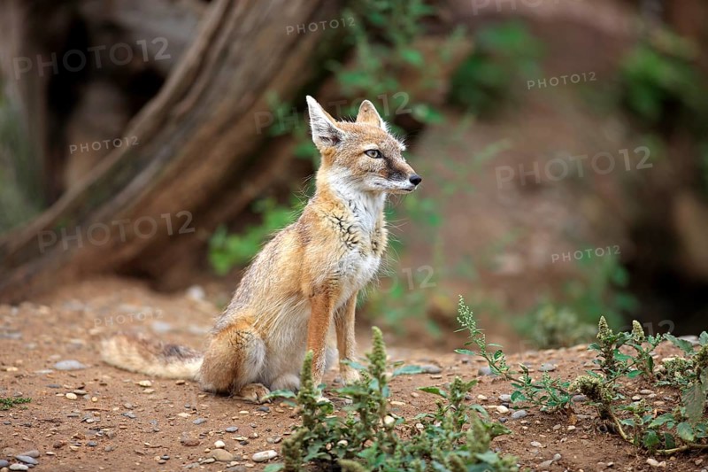 Corsac Fox (corsac vulpes)