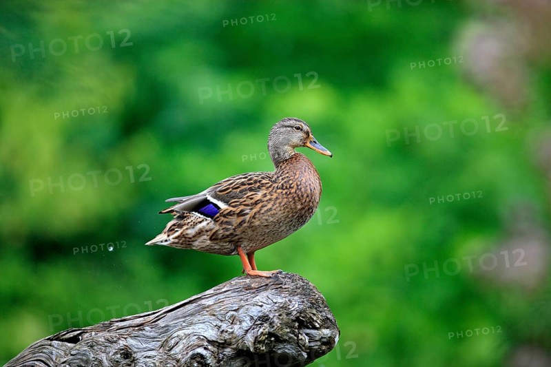 Mallard (Anas platyrhynchos)