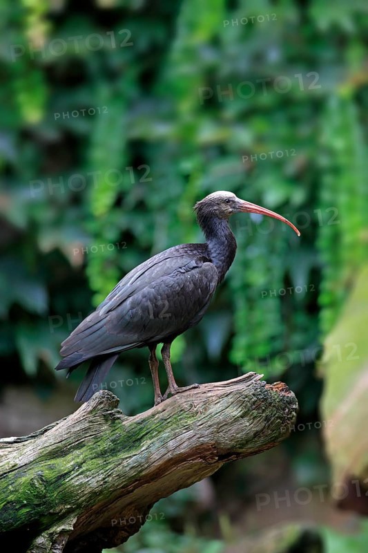 Northern Bald Ibis