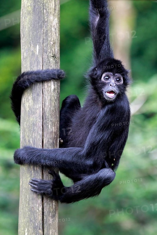 Black-headed Spider Monkey (Ateles fusciceps robustus)