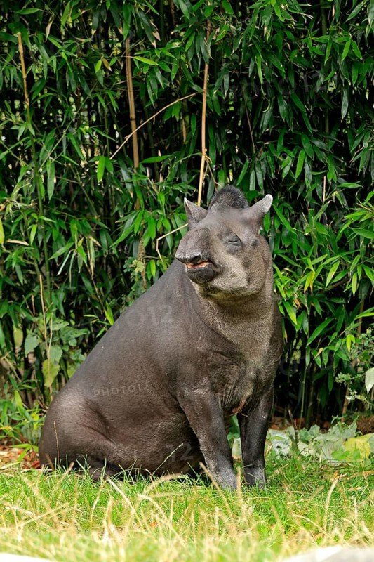 South American Tapir (Tapirus terrestris) adult