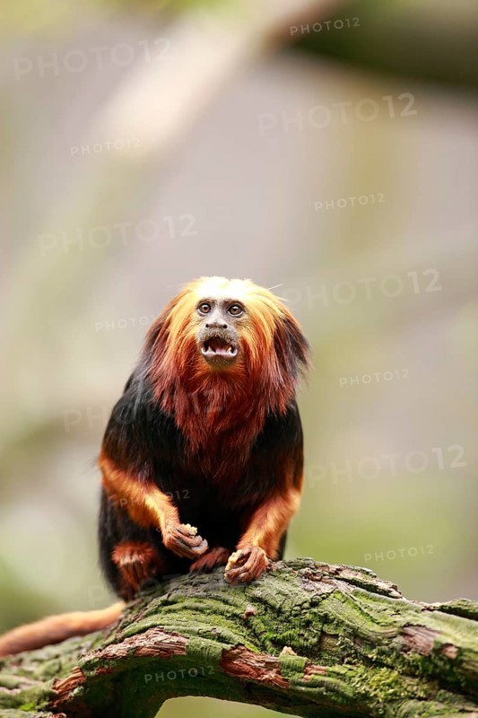 Golden-headed Lion Tamarin (Leontopithecus chrysomelas)