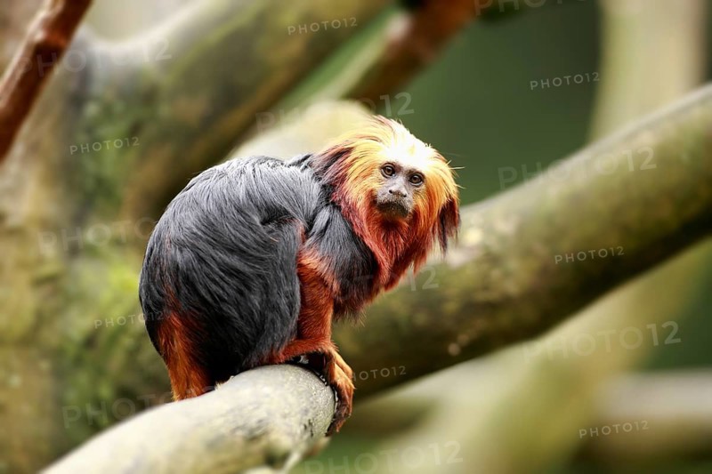 Golden-headed Lion Tamarin (Leontopithecus chrysomelas)