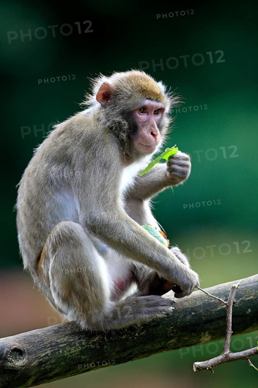 Japanese Macaque or Snow Monkey (Macaca fuscata)