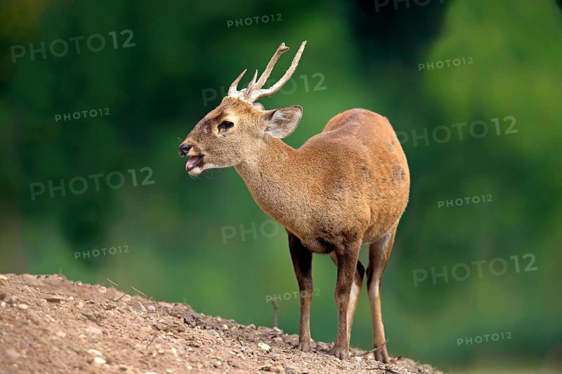 Brow-antlered Deer