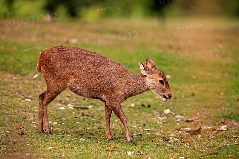 Brow-antlered Deer