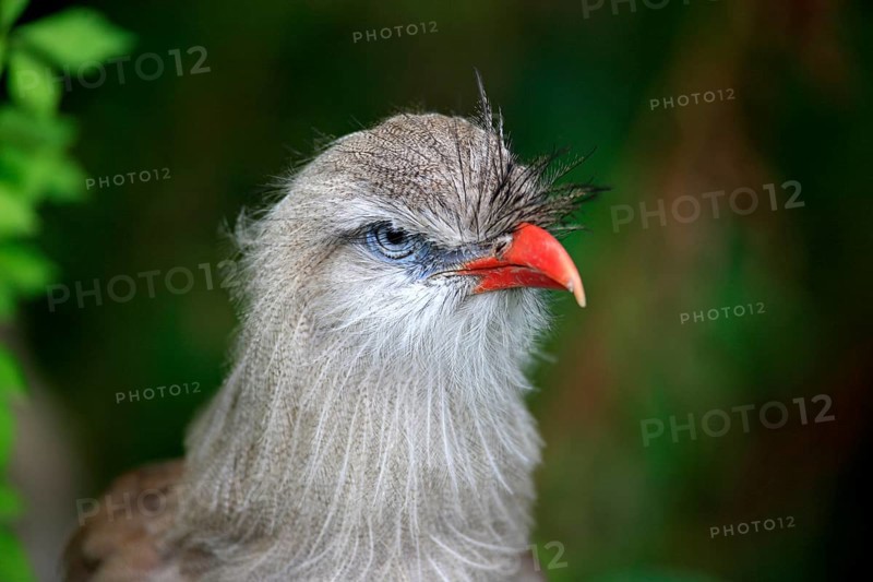 Red-legged Seriema or Crested Cariama (Cariama cristata)