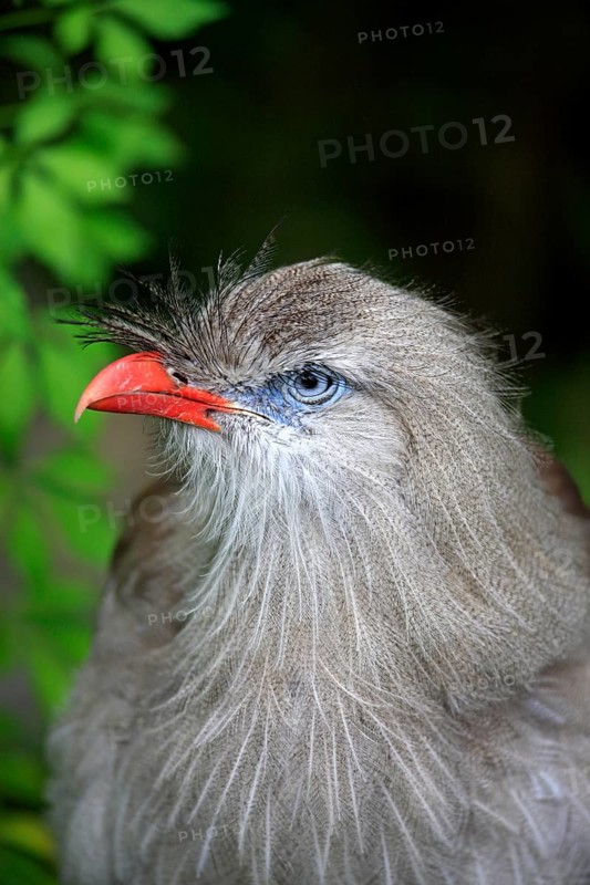 Red-legged Seriema or Crested Cariama (Cariama cristata)
